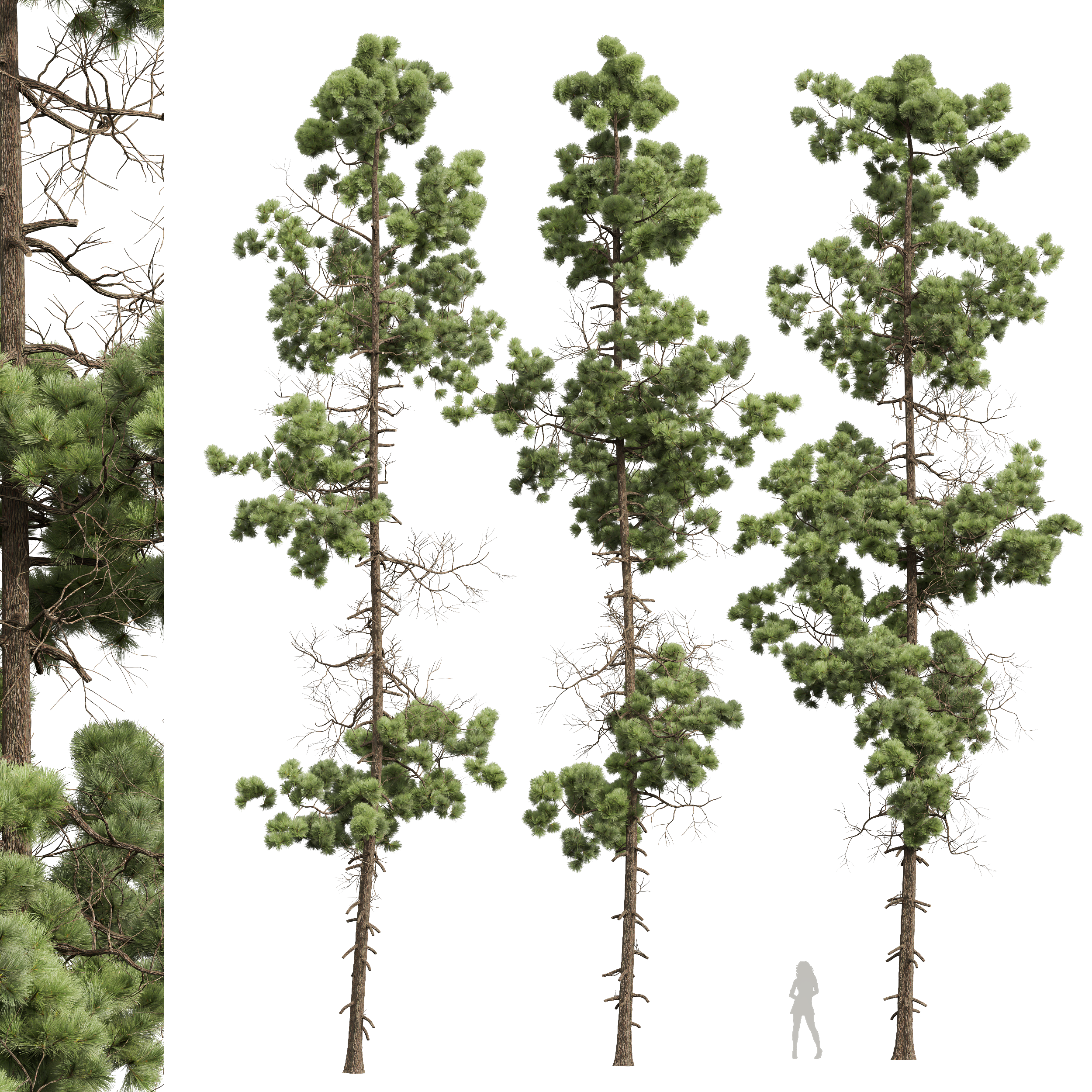 HQ Pinus Palustris02